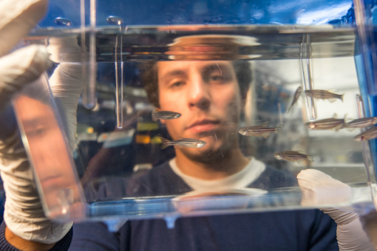 A close up of a researcher holding up (wearing white gloves) and looking through a clear plastic aquarium with nine zebrafish swimming inside