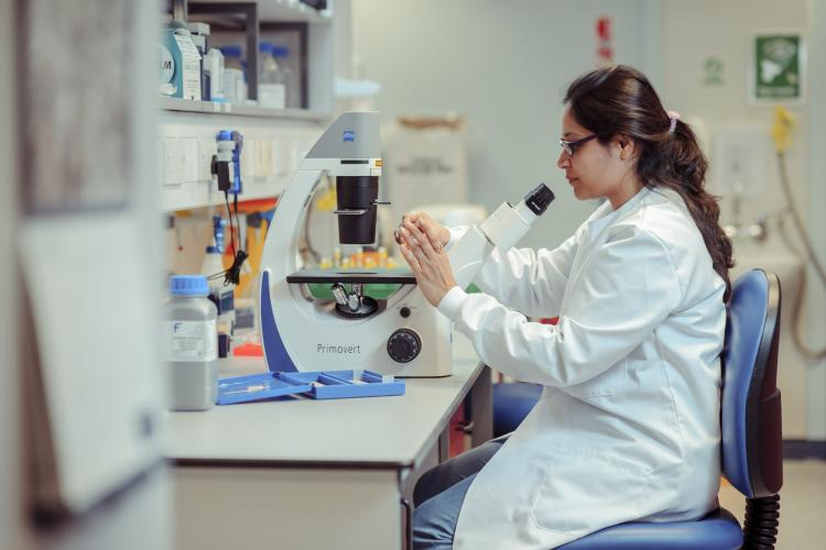 A laboratory researcher is working at a microscope in a lab, holding a glass slide