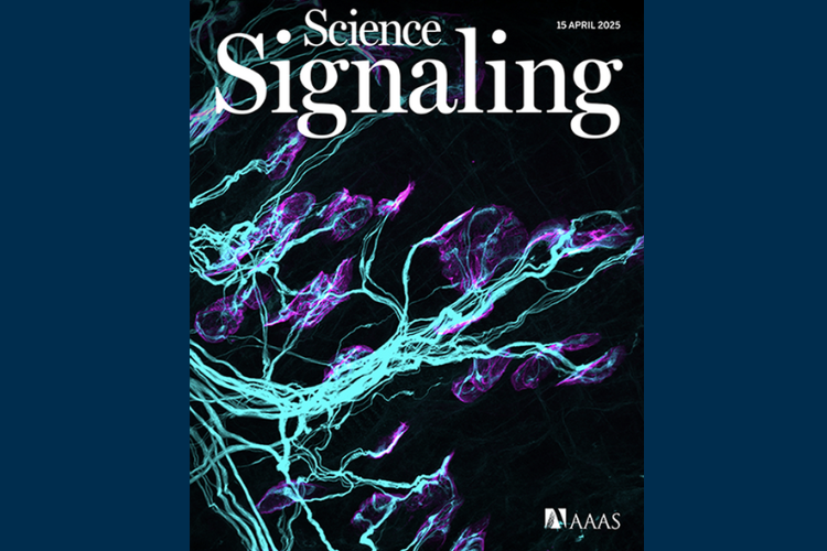 The front page of the Science Signaling 15 April 2025 edition. Blue coloured motor neurons
