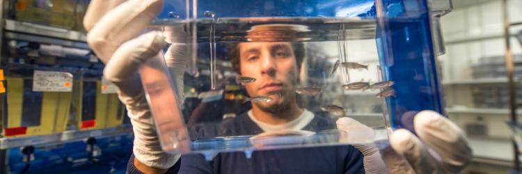 A close up of a researcher holding up (wearing white gloves) and looking through a clear plastic aquarium with nine zebrafish swimming inside
