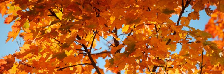 Close up of outside amber autumn leaves, on a tree
