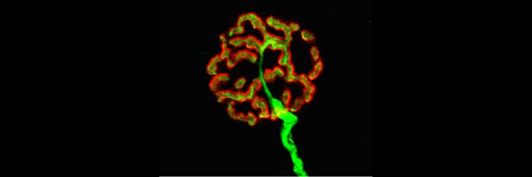 A green and red high magnification microscope image of the junction between a motor neuron and a muscle