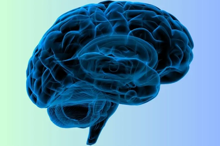 A human brain coloured in various shades of blue